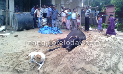 Ox and dog friendship at Mangalore